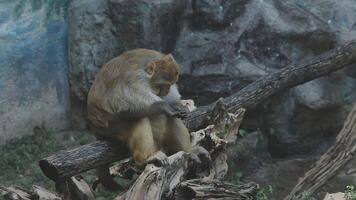 A monkey sitting on a tree branch in an enclosure video
