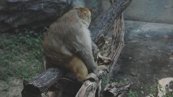 A monkey sitting on a tree branch video