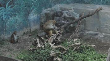 A monkey is sitting on a branch in a zoo video