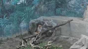 A monkey sitting on a branch in a zoo enclosure video