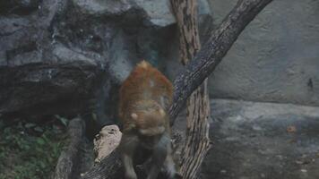 A monkey walking on a tree branch video