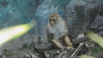 A monkey sitting on a log in front of a wall video