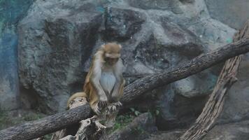 A monkey sitting on a tree branch in front of a rock wall video