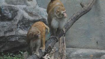 Two monkeys are standing on a branch video