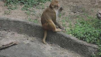 A monkey sitting on a ledge in an enclosure video