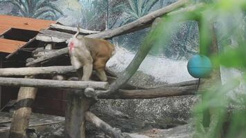 A monkey is standing on a wooden structure video