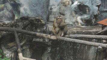 A monkey sitting on a branch in an enclosure video