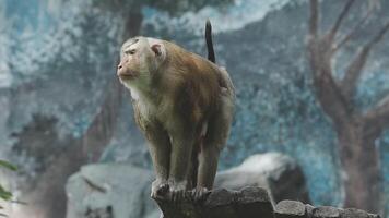 A monkey standing on a rock in front of a wall video