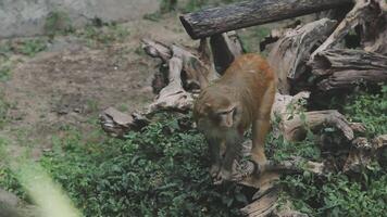 A monkey is standing on top of a tree branch video
