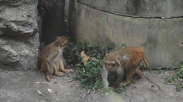 Two monkeys are walking around in an enclosure video