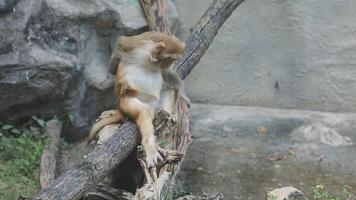 A monkey sitting on a tree branch in an enclosure video