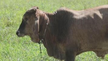 A cow with a collar on in a field video