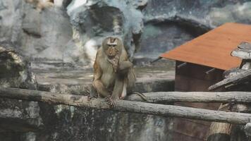 A monkey sitting on a branch in front of a building video