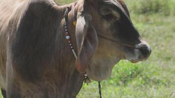 A cow with a collar on standing in a field video