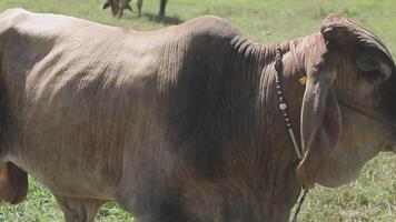 A cow with a collar on is standing in a field video