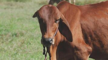 A brown cow standing in a field with a leash video