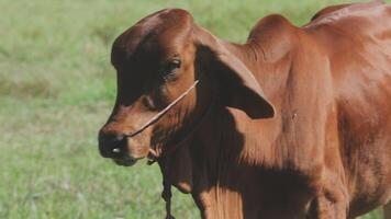 A brown cow standing in a field with grass video