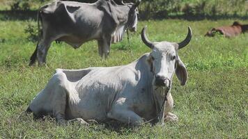 Two cows laying down in a field with one cow standing video