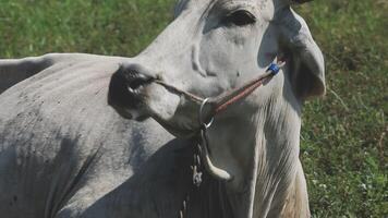 A cow with a collar on in a field video
