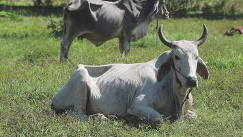 Two cows laying in the grass next to each other video