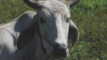 A cow with large horns standing in a grassy field video