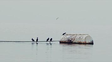 Black Bird Cormorants on Rope and Rusty Buoy video