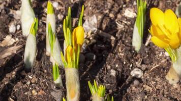 Beautiful yellow primroses crocuses in spring. Timelapse, blooming in spring, after snow video