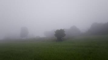 Fog enveloping a landscape, gradually obscuring trees and creating a serene, atmospheric scene in nature video
