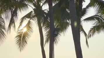 A man is standing on top of a palm tree video
