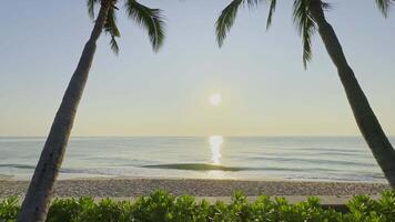 A view of the ocean from a beach with palm trees video