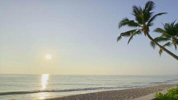 A beach with palm trees and a sun setting video
