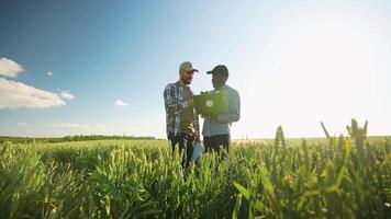 Two diverse farmers with laptop standing in green wheat field examining crop video