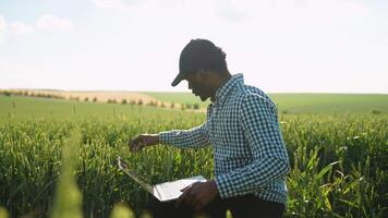 African farmer in a green wheat field examining crop video