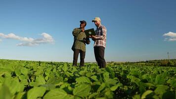 Two multiracial agronomists discuss harvest and crops of soybean video