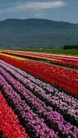 Aerial drone view flying over beautiful colored tulip field in Netherlands. Agriculture fields with flowers. Fly over Holland, Dutch polder landscape multi colored tulip fields, spring landscape. video