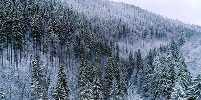 Winter forest with green tree covered by snow, Covered by snow, snowy landscape nature, cold season, scenery woods, frosty outdoor, frost alpine and wild terrain video