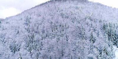 Snowy hill wild forest mountain, big hill covered by snow and trees, frost weather environment, frozen season pine, white cold natural video