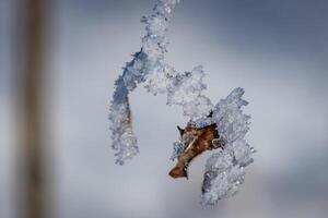 very close shot with natural forms of ice Crystals in winter wonderland in Austria photo