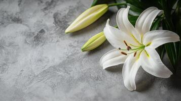close up fresh white lily flower on light gray table background photo
