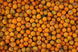 A Bountiful Collection Of Ripe Oranges Displayed Together photo