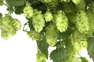 Fresh green hops on the vine showing detailed texture and vibrant collor photo