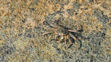 close up footage of small crab on a rocky coast is covered by a wave with spray, a beach in the Maldives video