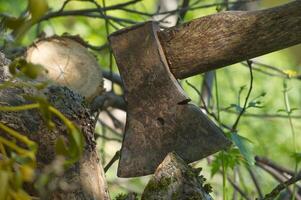 Rusty axe embedded in tree trunk during forest chopping on a sunny day photo