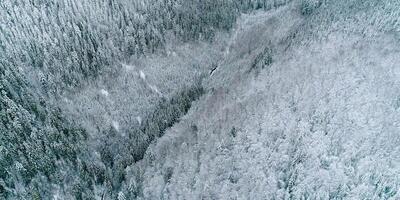 Majestic snowy hill with many trees, wintertime and crisp snow-covered landscape, woodland tree-covered, majestic hill of winter forest, wilderness scenic view video