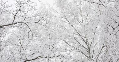 Winter fairy tale in the forest, Upward view of snow-covered tree branches, heavy snowfall in a wild park, large flakes of snow are slowly falling, nobody, snow storm, blizzard video