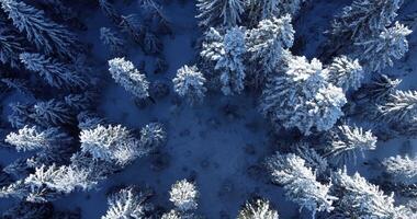 An Aerial View of a SnowCovered Forest in the Heart of a Beautiful Winter Wonderland video