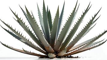 Isolated agave plant with sharp leaves. photo