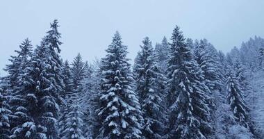 The Beautiful Scene of SnowCovered Pine Trees Set in a Captivating Winter Landscape video