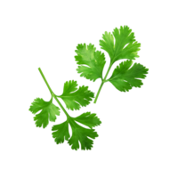 Two Green coriander leaf on transparent background png