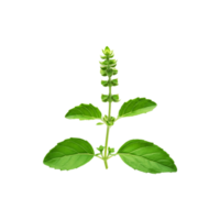 Fresh green tulsi leaf branch on transparent background png